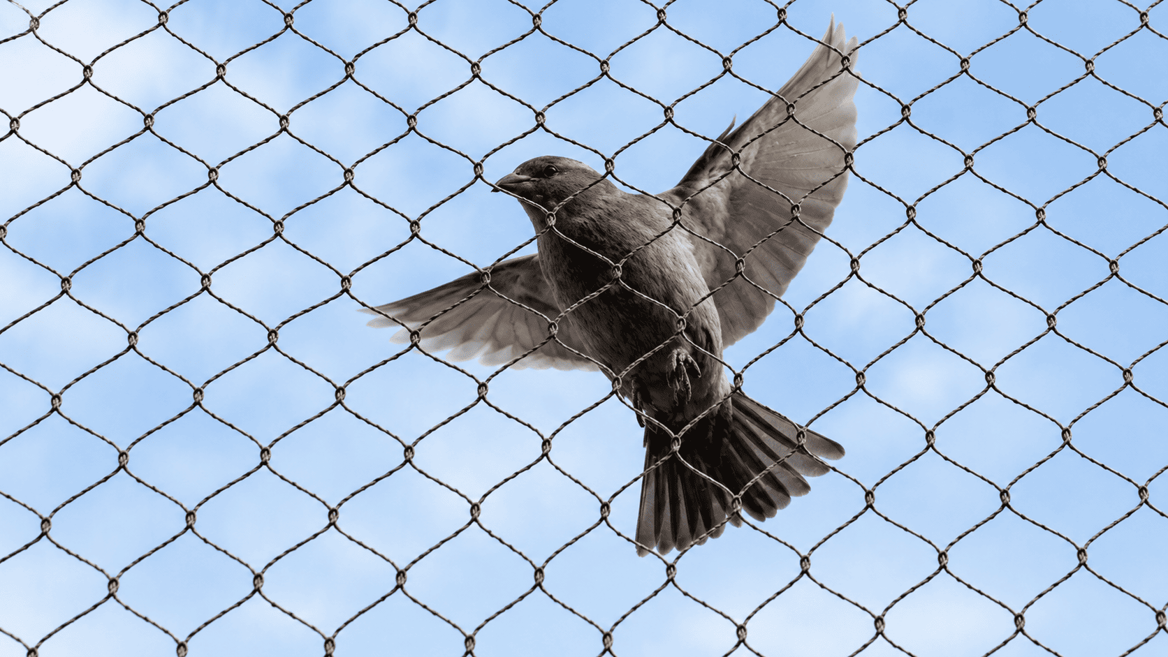 Balcony Pigeon Net Installation